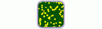 Fluorescent Labeled Gold Nanoparticles, 40nm