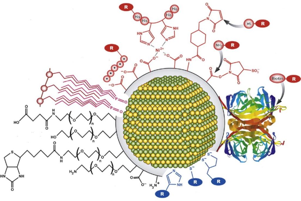 Zinc Selenide/Zinc Sulfide Quantum Dots (ZnSe/ZnS QDs), Emission Wavelength 415nm