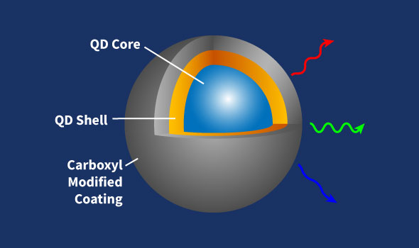 Carboxyl Quantum Dots, Emission Wavelength 540nm