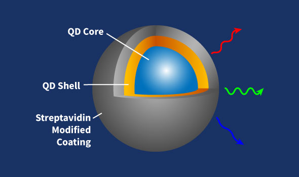 Streptavidin Quantum Dots, Emission Wavelength 425nm