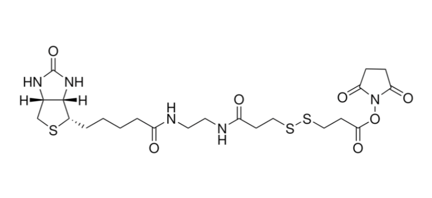 Biotin disulfide N-hydroxysuccinimide ester | CAS 142439-92-7
