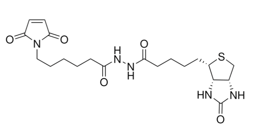 Biotin-maleimide | CAS 116919-18-7