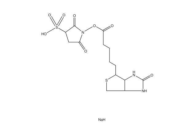 Biotin 3-sulfo-N-hydroxysuccinimide ester sodium salt | CAS 119616-38-5