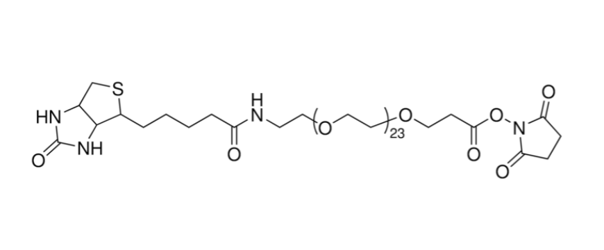 NHS-dPEG®24-biotin